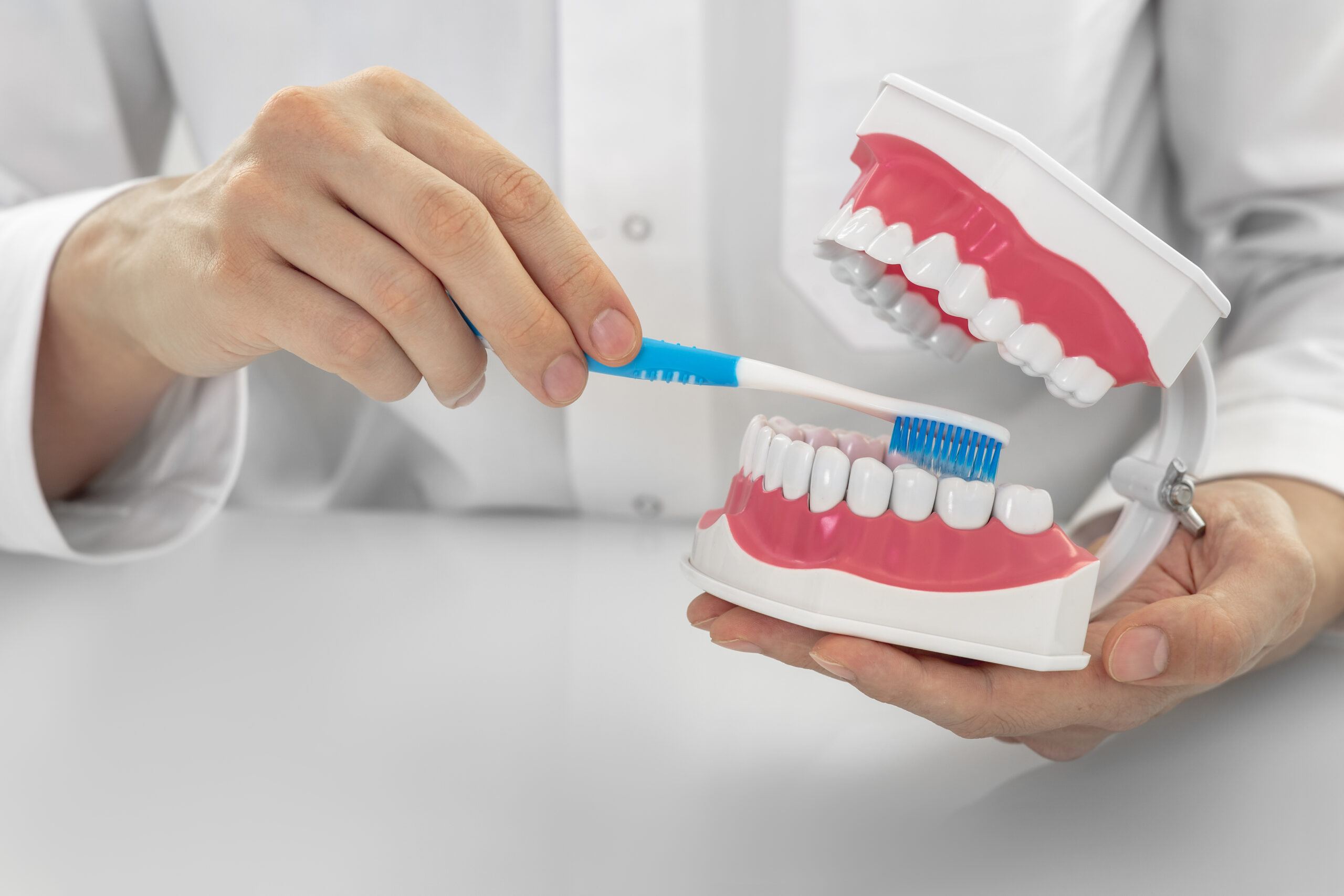 Dentist showing right way brushing teeth on anatomical tooth model. Aesthetic dentistry, prevention of dental and gum diseases. Close-up